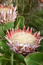 Two olorful pink King Proteas in the Botanical Garden in Cape Town in South Africa Ã¢â¬â the national flower of South Africa Royalty Free Stock Photo